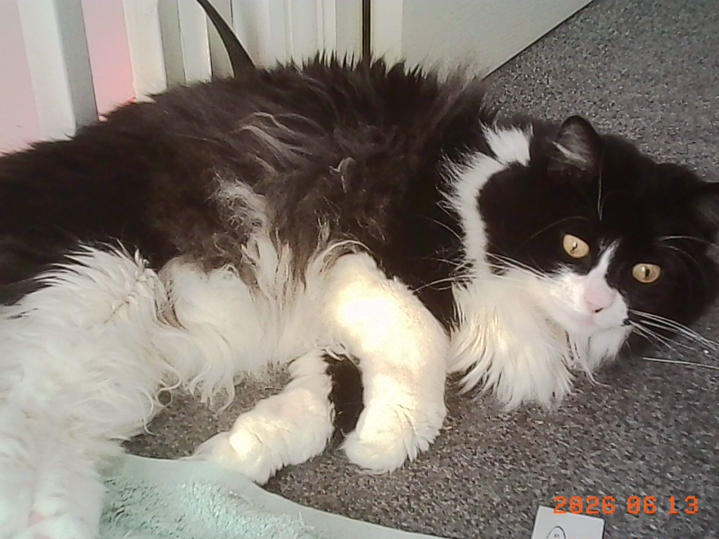 Site hosted by quality cat pics