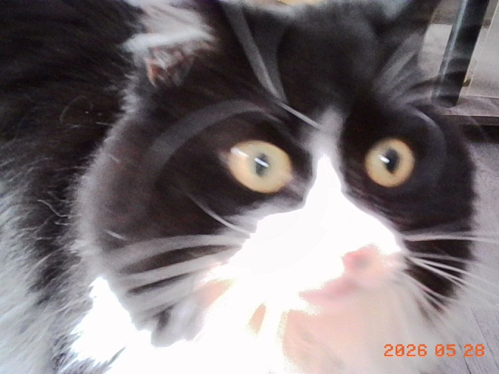 Site hosted by quality cat pics
