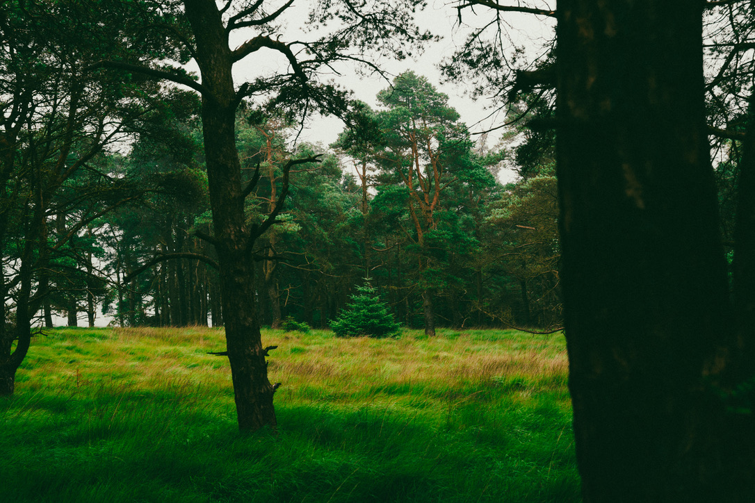 woods19