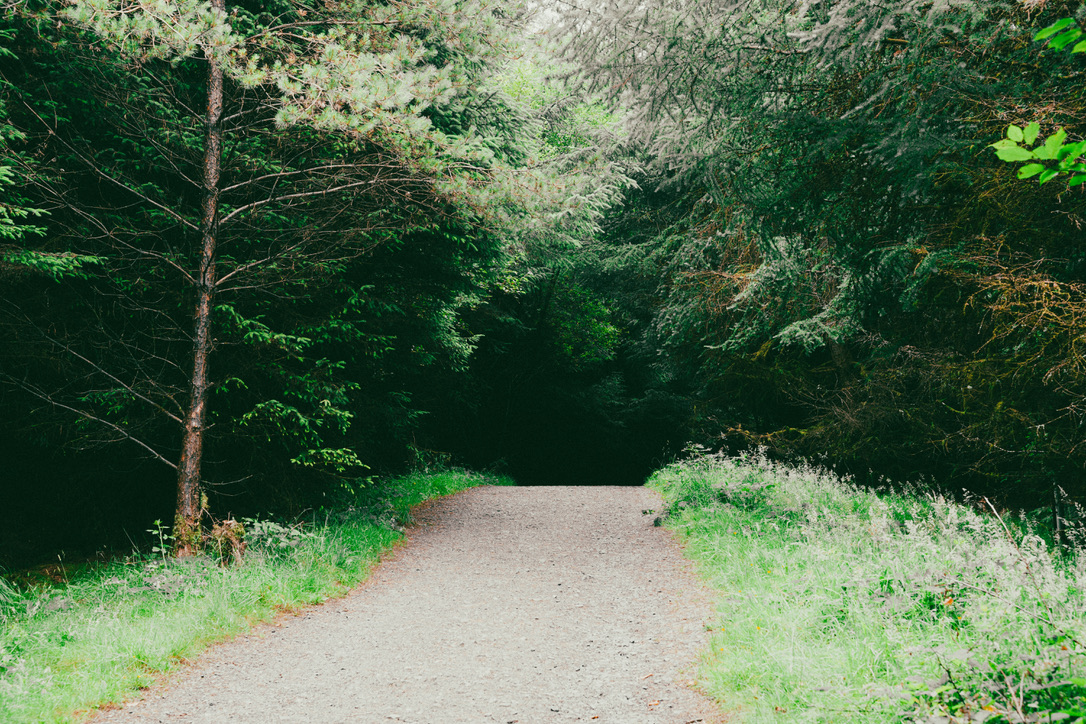 woods01