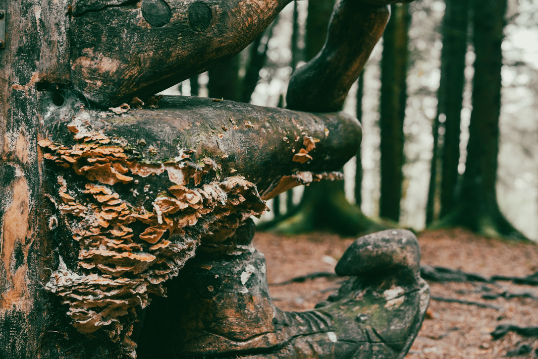 woods07