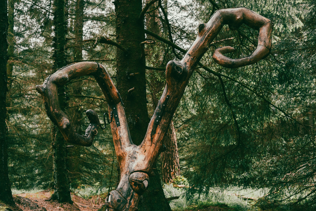 woods06